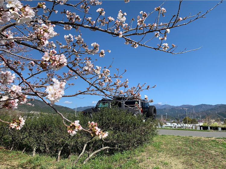 H2の3回目のワクチン接種・桜とコラボ・3〜4分咲き・牙狼 月虹の旅人に関するカスタム事例の投稿画像6枚目