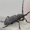 Weaver beetle