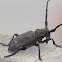 Weaver beetle