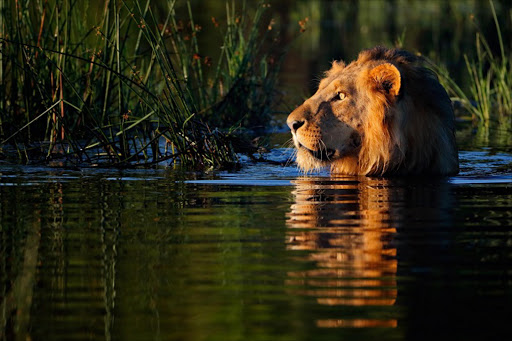 An African lion makes its way across the flooded Okavango