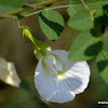 butterfly pea