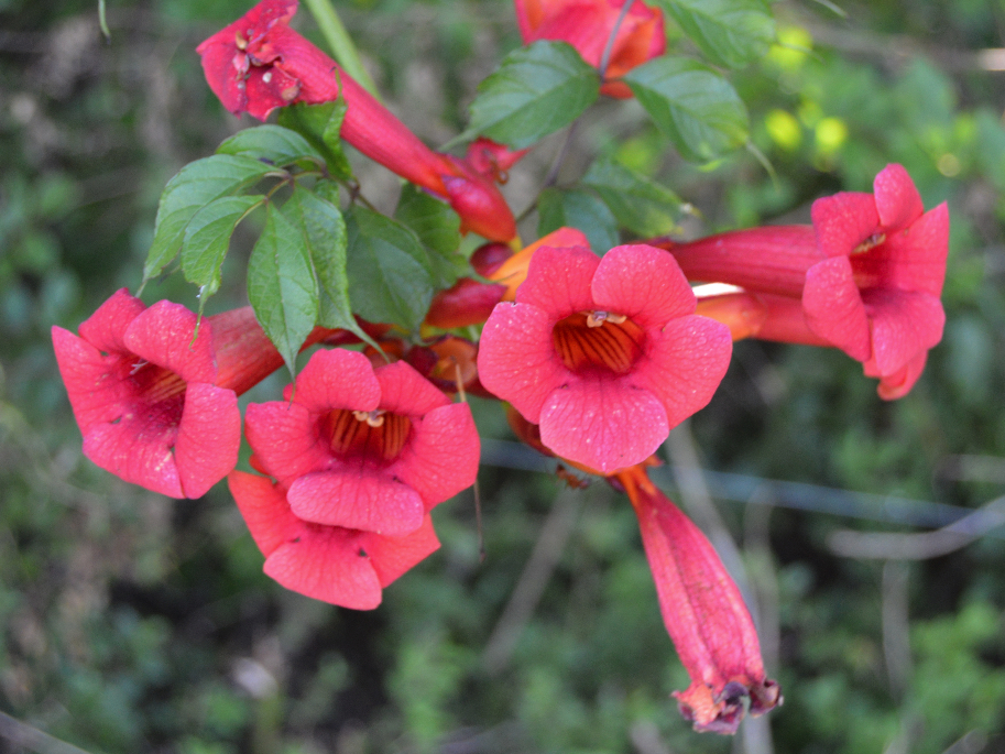 Trumpet vine