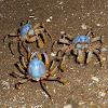 Soldier Crabs