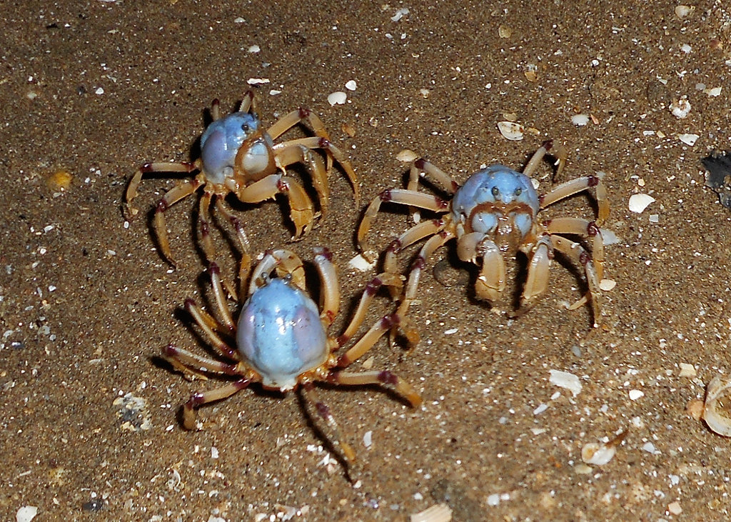 Soldier Crabs