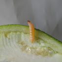 Crambidae moth caterpillar