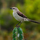 Tropical Mockingbird