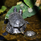 Red-Eared Slider