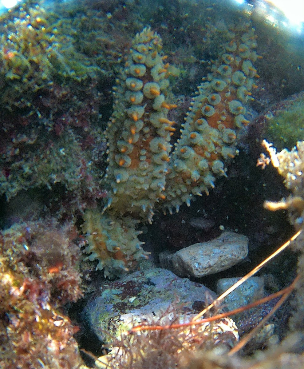 Spiny Starfish