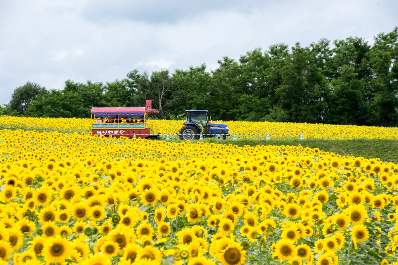 遊覧車「ひまわり号」15分500円／一人