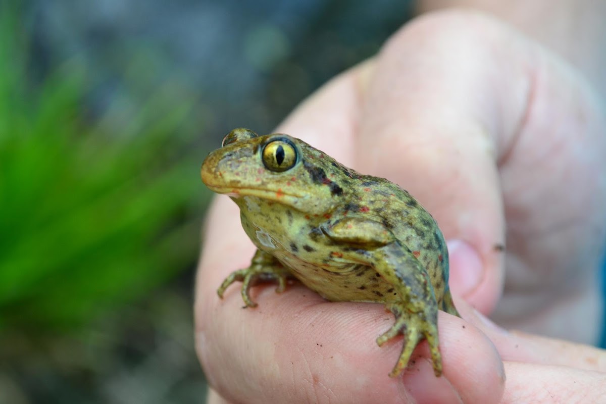 Common spadefoot