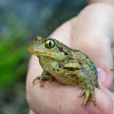 Common spadefoot