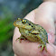 Common spadefoot