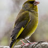 Greenfinch