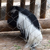 Black and White Colobus Monkey