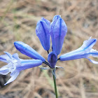 Douglas' Brodiaea