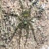 Lichen huntsman