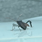 Giant Leaf-Footed Bug