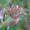 Starry Clover