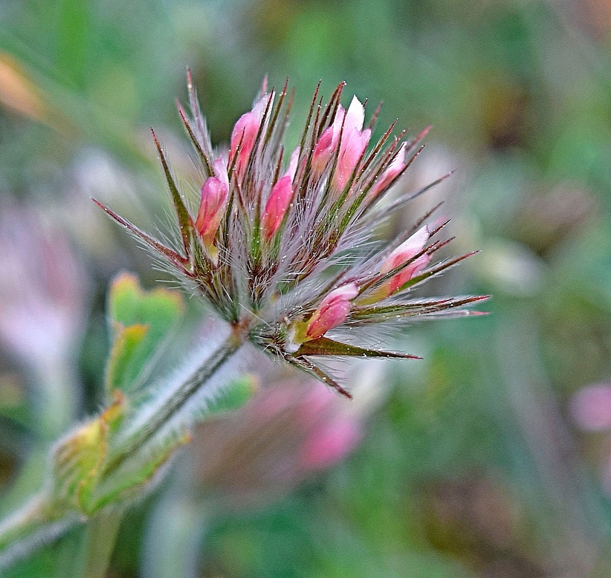 Starry Clover