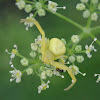 Crab spider