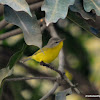 Grey-hooded warbler