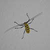 Flat-faced longhorn beetle