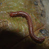 Rusty millipede