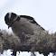 Downy woodpecker (female)