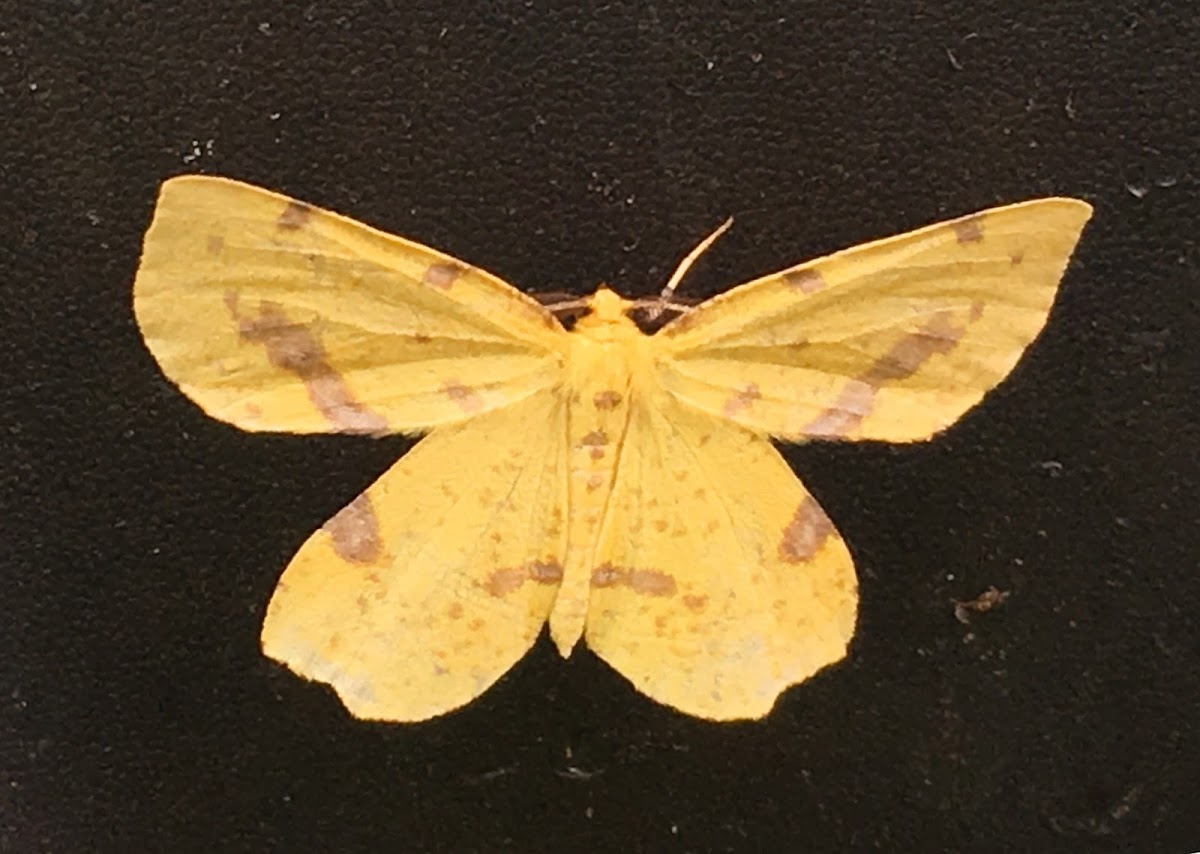 False Crocus Geometer