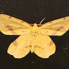 False Crocus Geometer