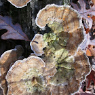 Gilled Polypore