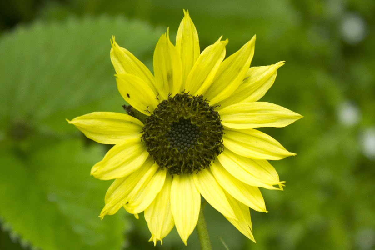 Himalayan Daisy