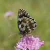 Marbled White Butterfly