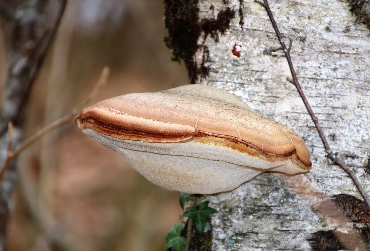 Birch polypore