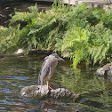 Black Crowned Night Heron