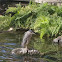 Black Crowned Night Heron