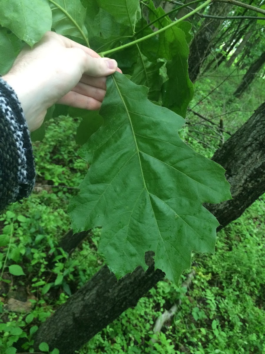 Red Oak