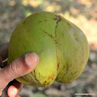 elephant apple or chulta