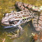 Pickerel Frog