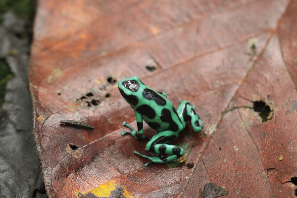 Pint-sized Poisoner – Green & Black Poison Dart Frog – incidental naturalist