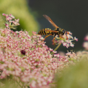 Bees look for honey