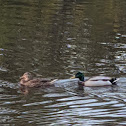 Mallard Duck