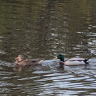 Mallard Duck