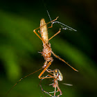 Assassin Bug