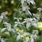 Hoary Mountain Mint