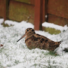 Eurasian Woodcock