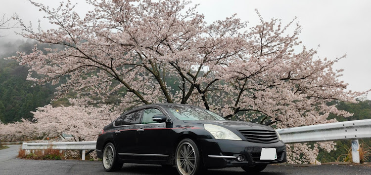 ティアナの桜と愛車に関するカスタム事例の投稿画像1枚目