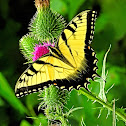 Eastern Tiger Swallowtail