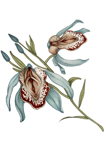 Orchidaceae clitorisvulvaris