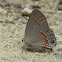 Red-banded Hairstreak